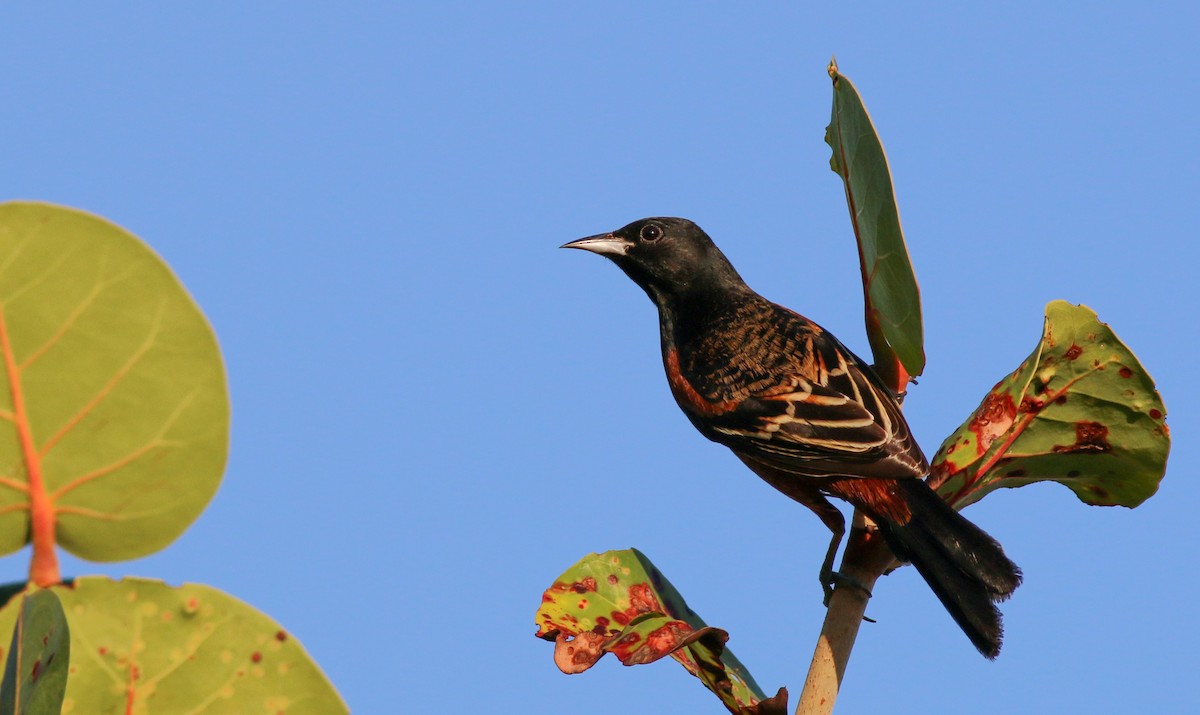 Orchard Oriole (Orchard) - ML138824581