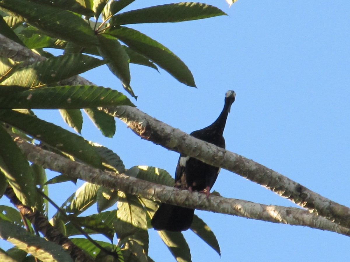 Blue-throated Piping-Guan - Autumn Costelle