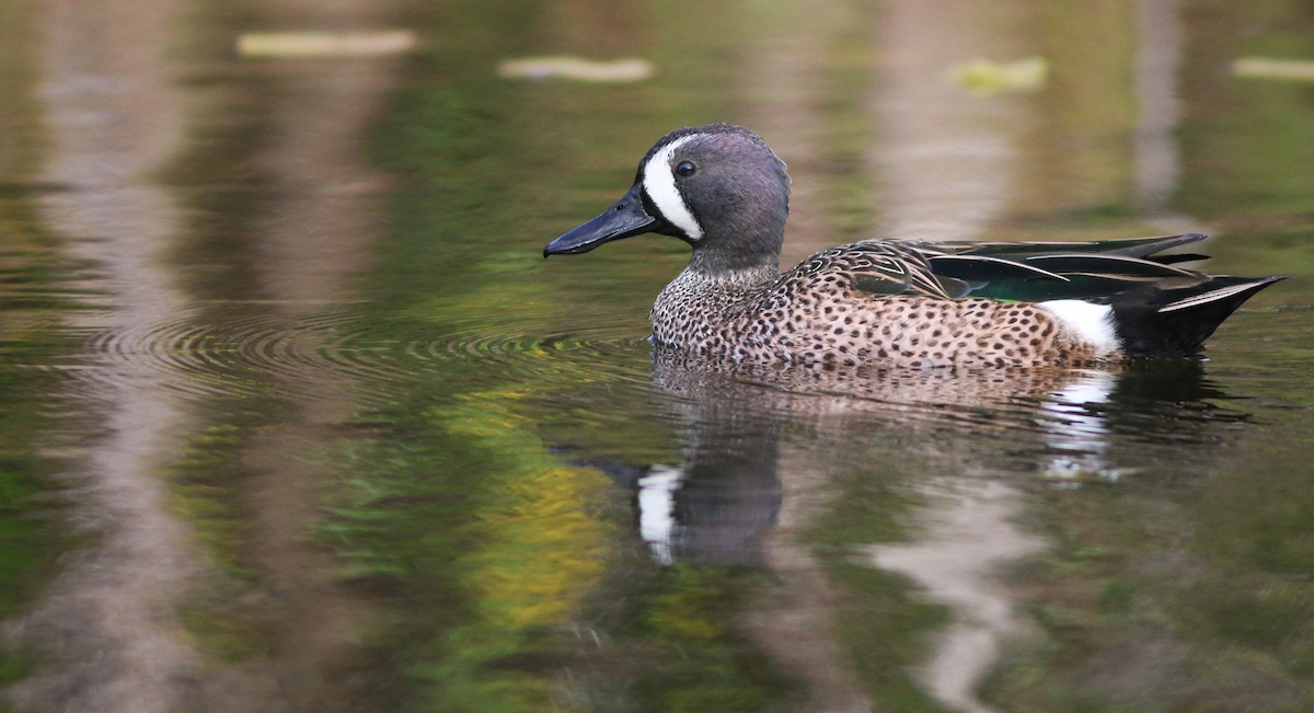 Blue-winged Teal - ML138824641