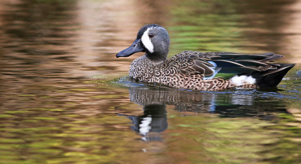 Blue-winged Teal - ML138824651
