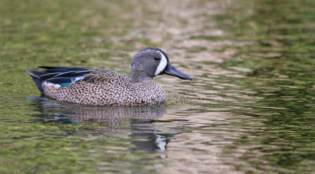 Blue-winged Teal - ML138824671