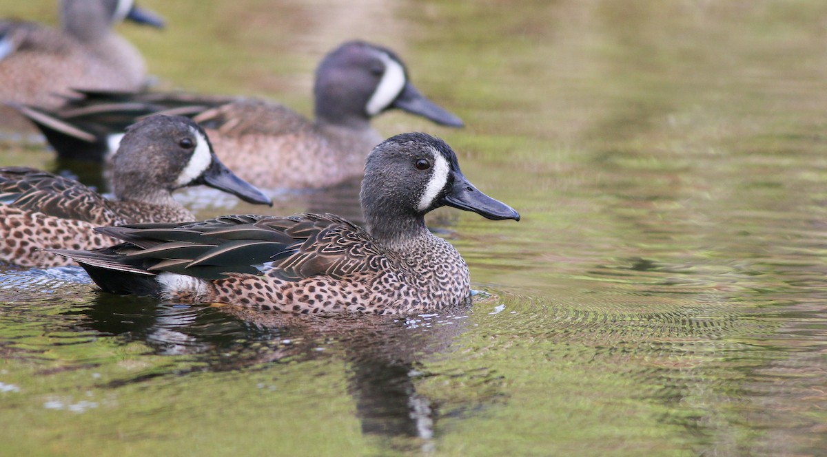 Blue-winged Teal - ML138824691