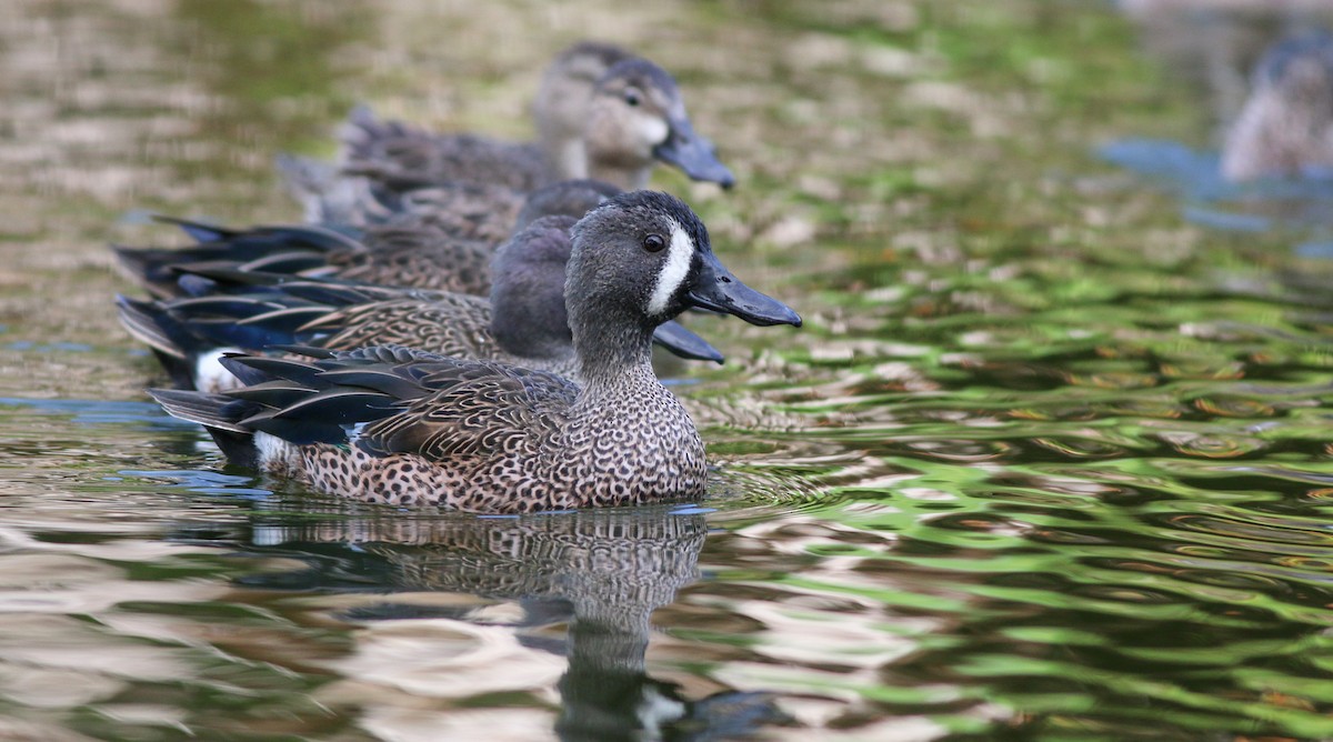 Blue-winged Teal - ML138824701