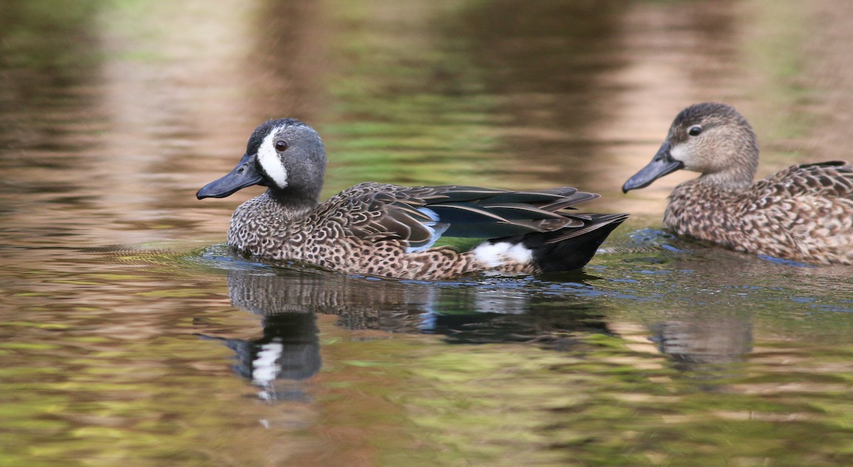 Blue-winged Teal - ML138824711