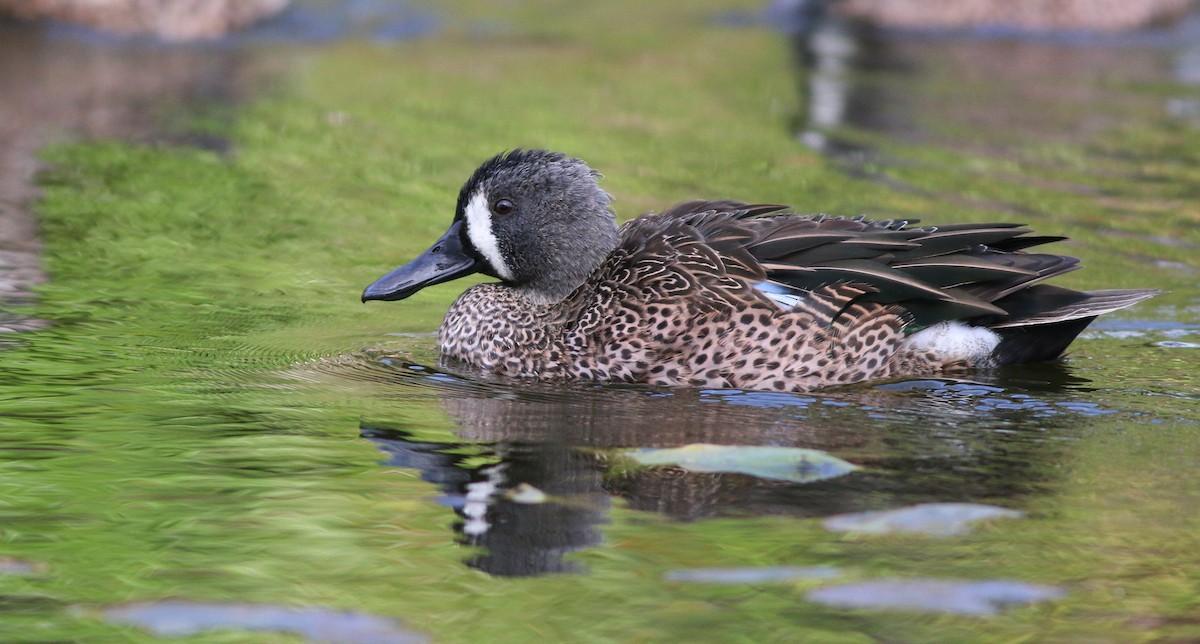 Blue-winged Teal - ML138824741