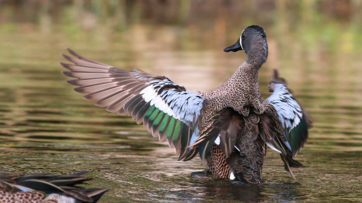 Blue-winged Teal - ML138824751