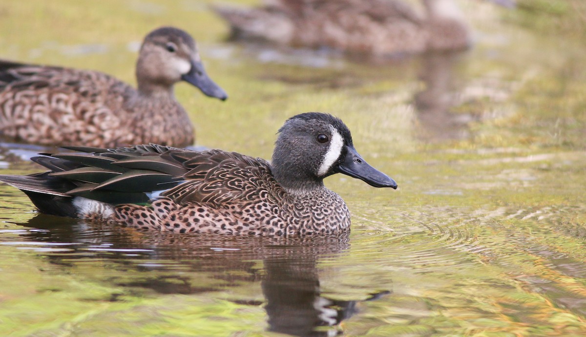 Blue-winged Teal - ML138824801
