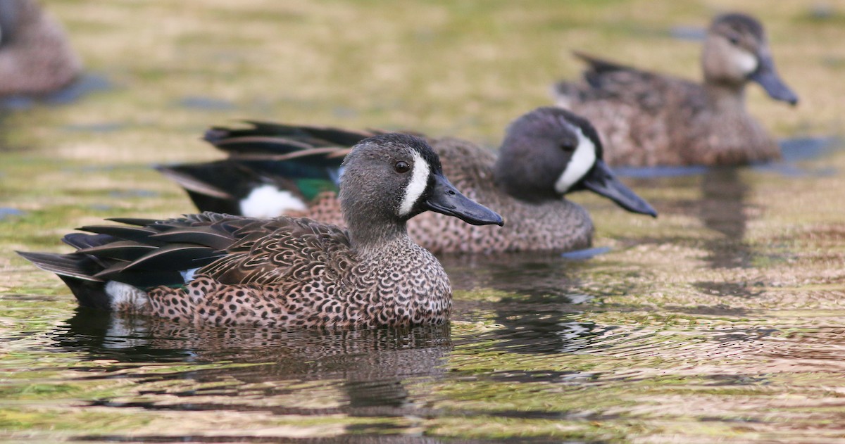 Blue-winged Teal - ML138824841