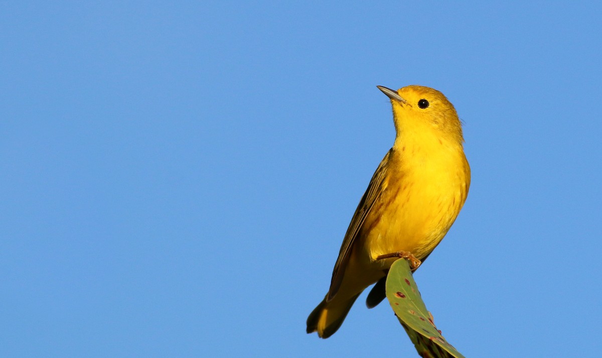 Yellow Warbler (Northern) - ML138824861