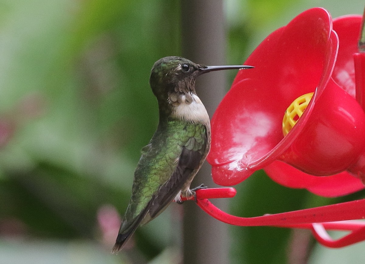 Ruby-throated Hummingbird - ML138825041