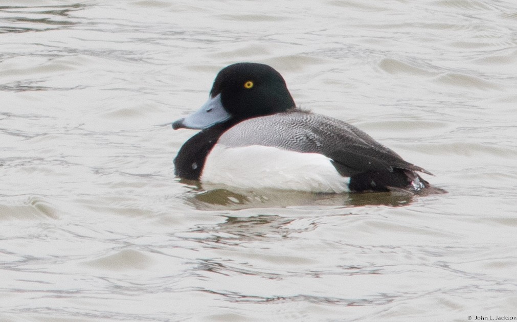 Greater Scaup - ML138825701