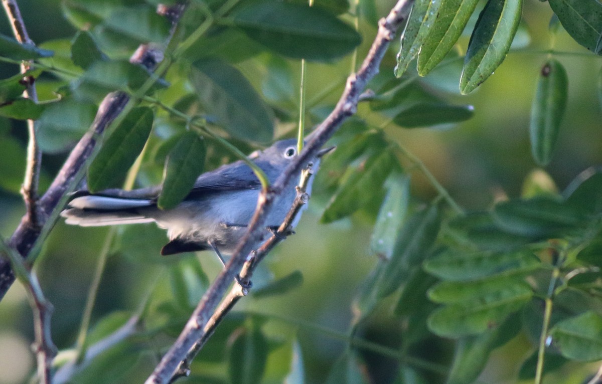 Blue-gray Gnatcatcher (Cozumel) - ML138826041
