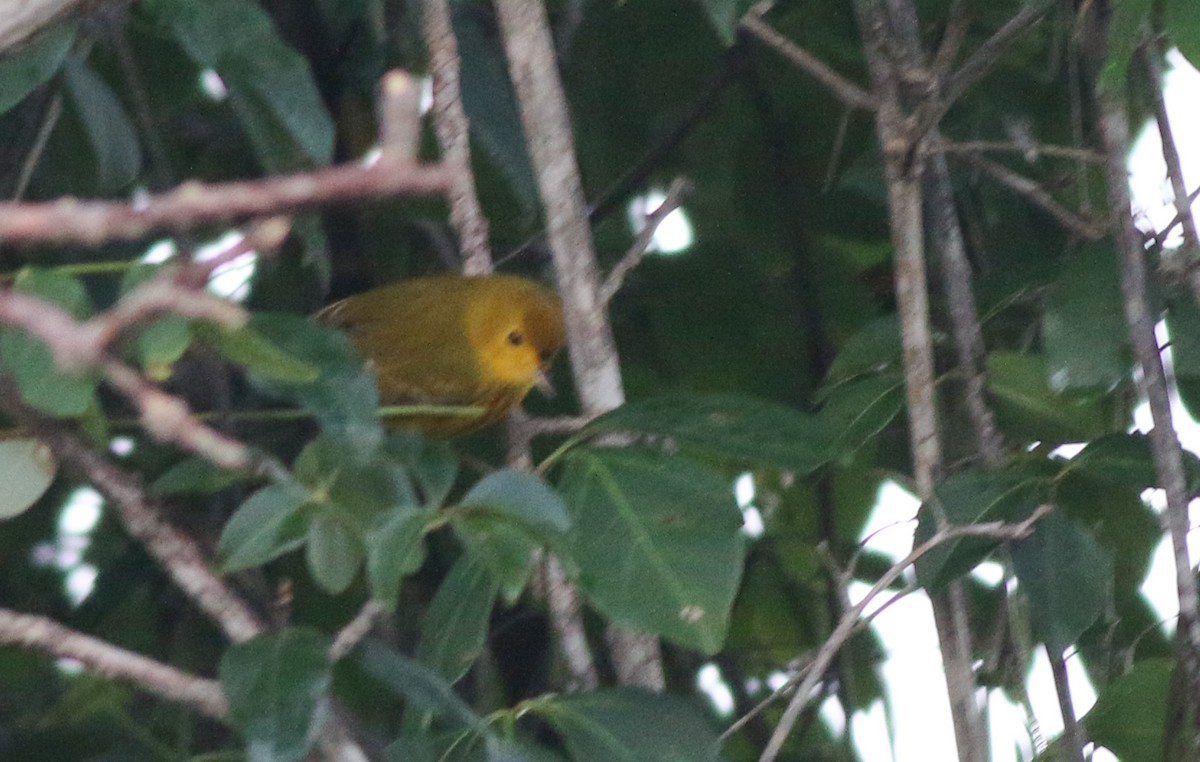 Yellow Warbler (Golden) - ML138826401