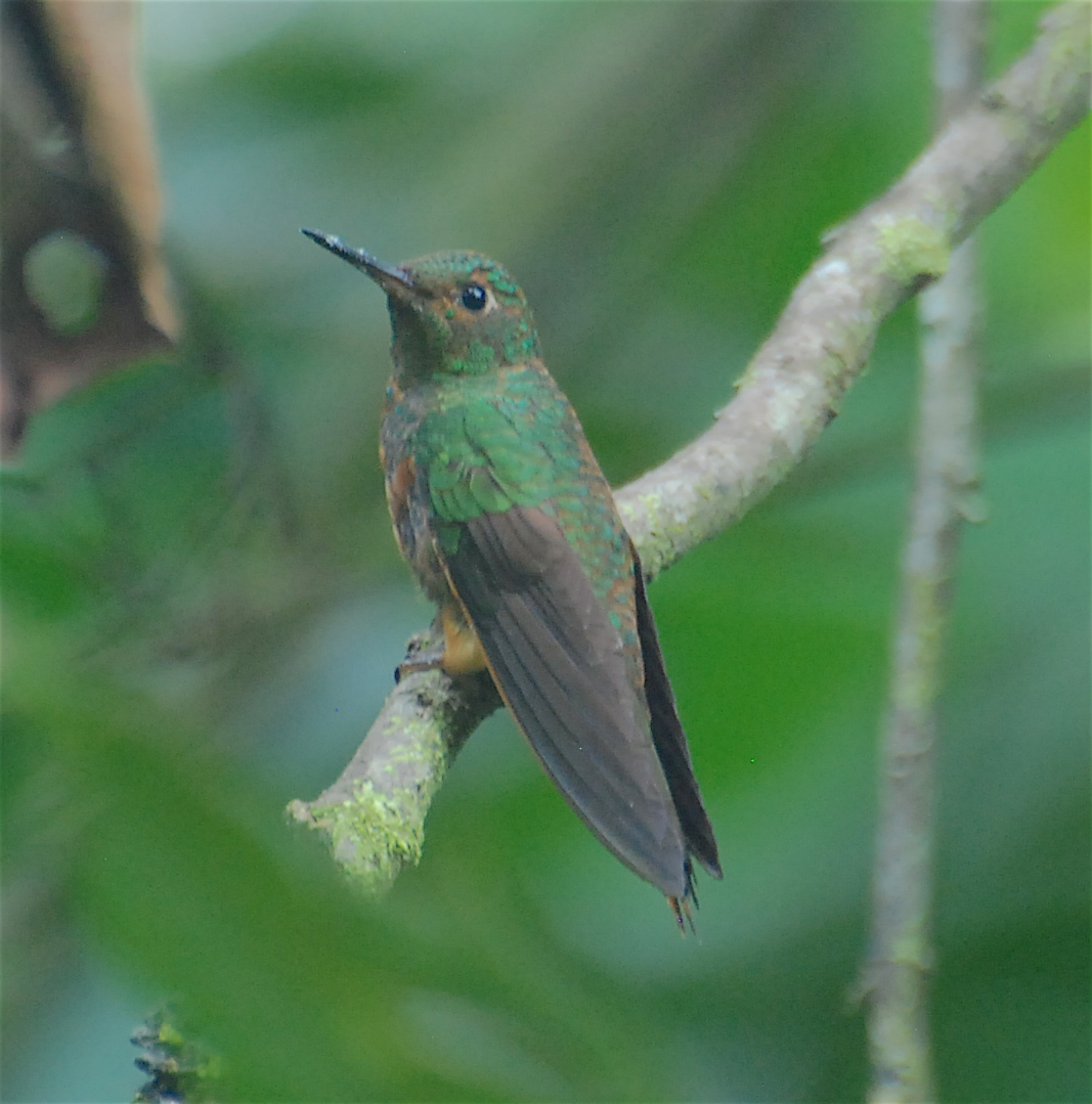 kolibřík peruánský - ML138826521