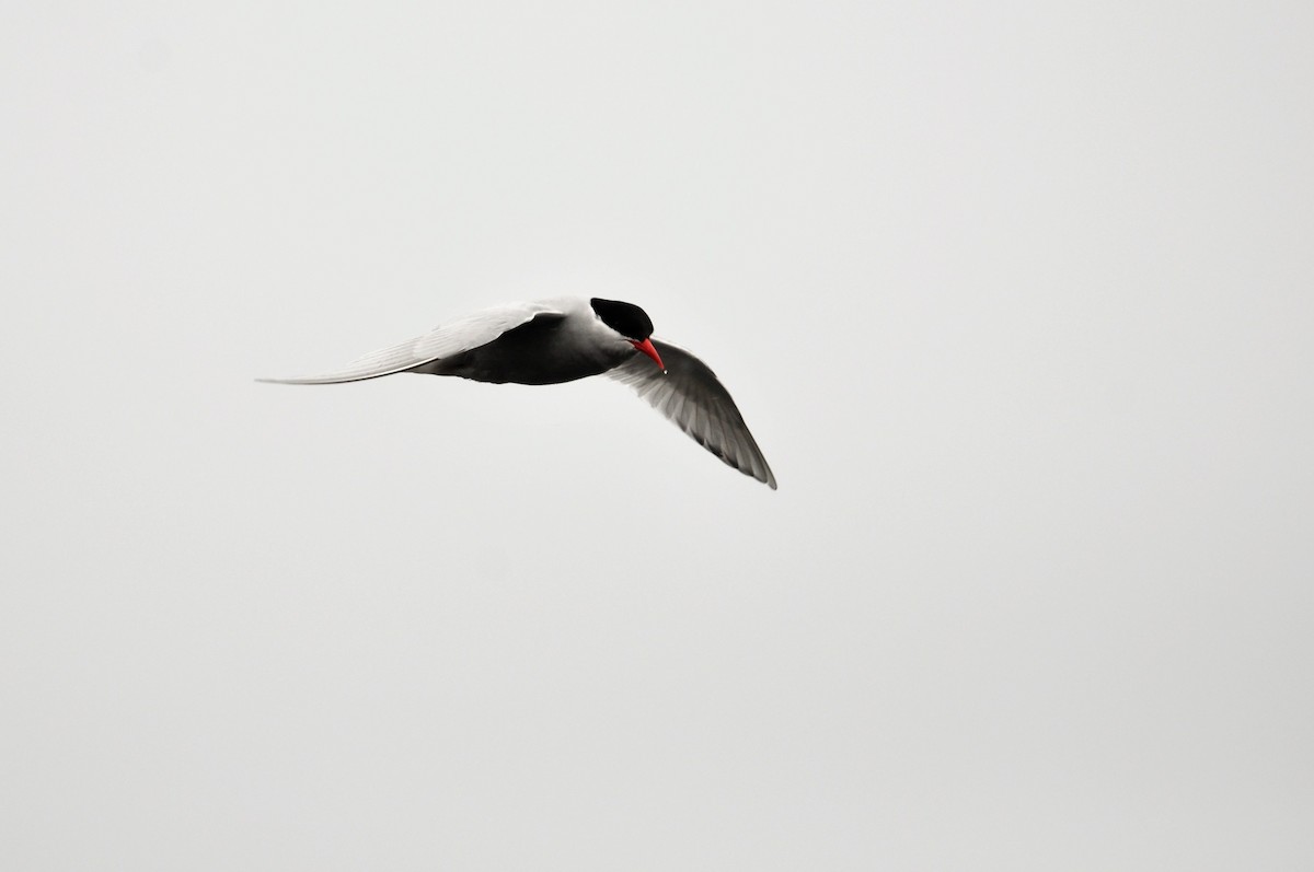 Antarctic Tern - Heidi Krajewsky