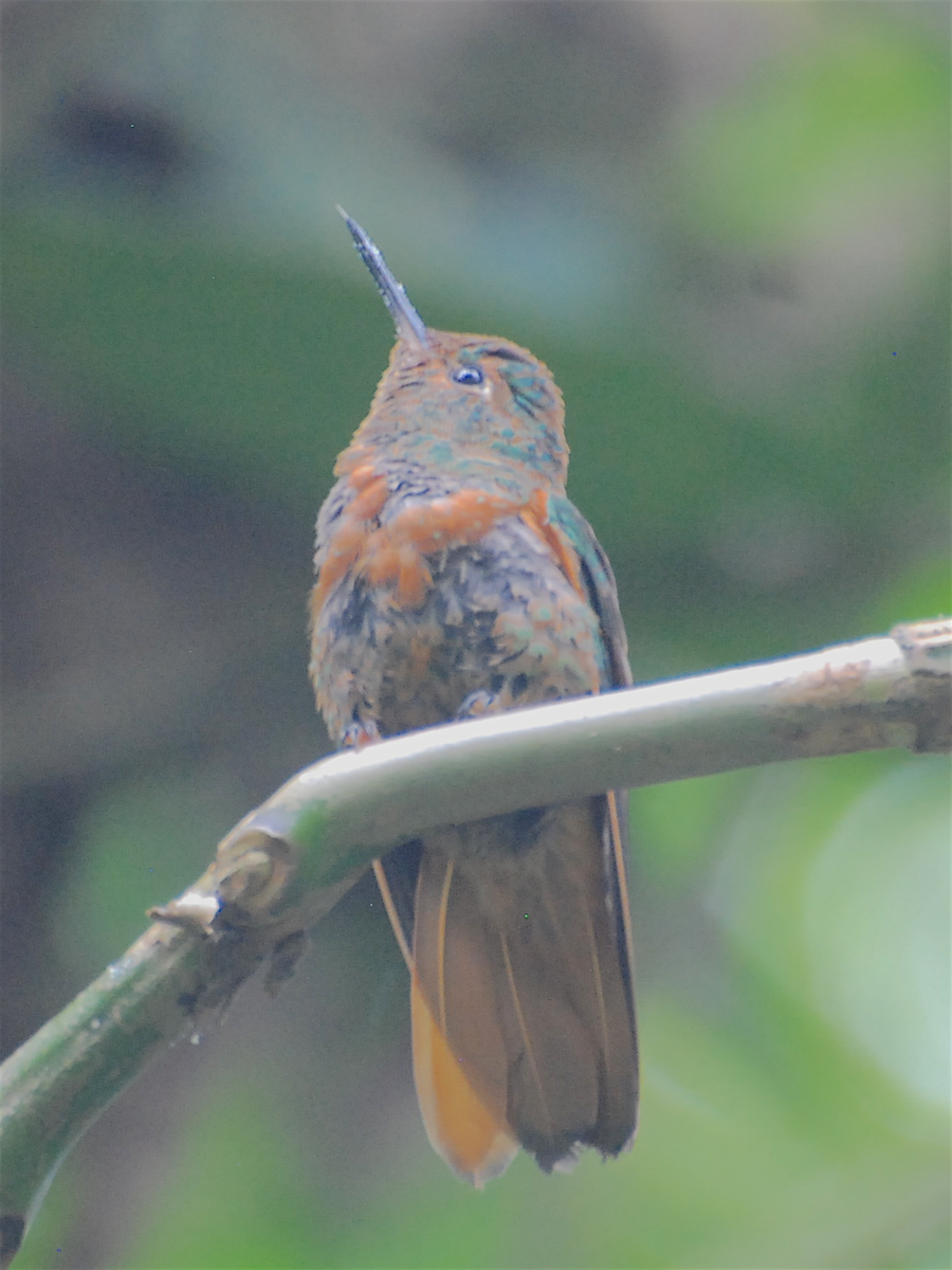 kolibřík peruánský - ML138826651
