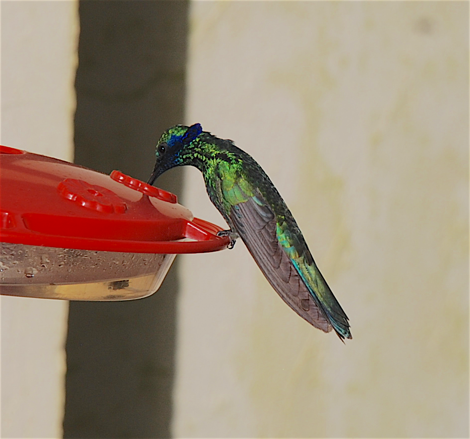 kolibřík modrolící - ML138826851