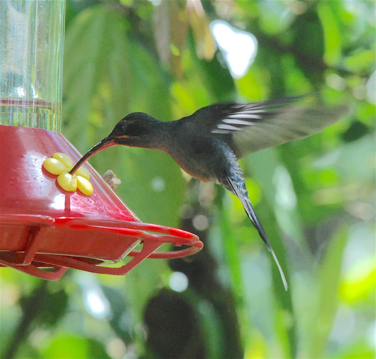 kolibřík šedobřichý - ML138827221