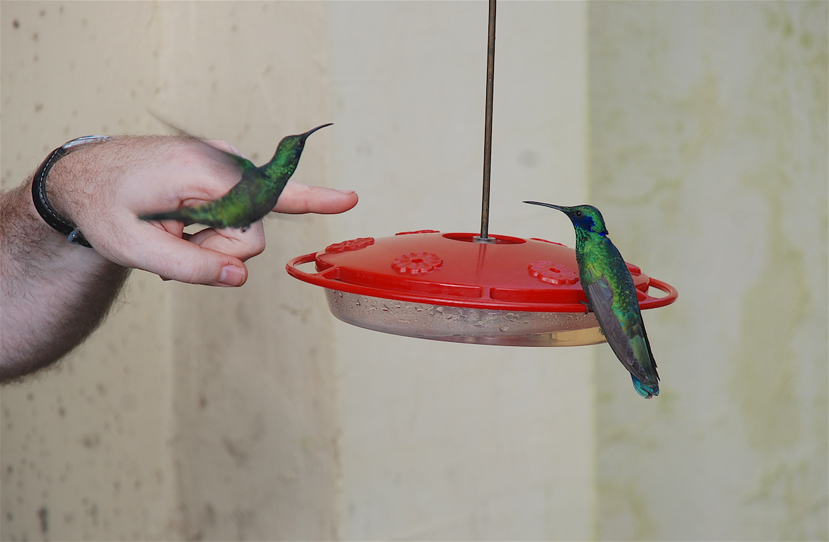 kolibřík modrolící - ML138827361