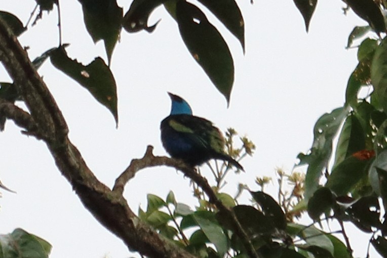 Blue-necked Tanager - ML138827381