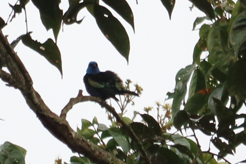 Blue-necked Tanager - ML138827391