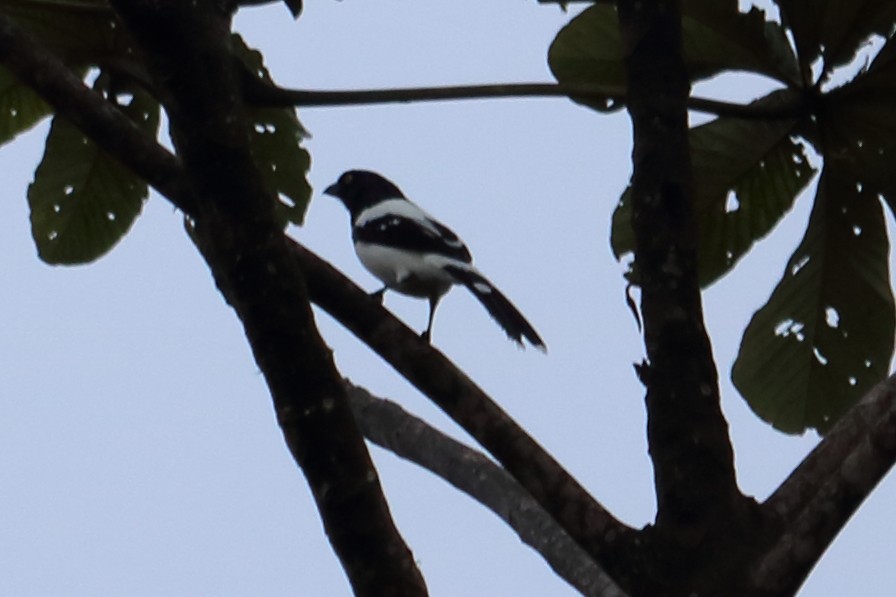 Magpie Tanager - ML138827731