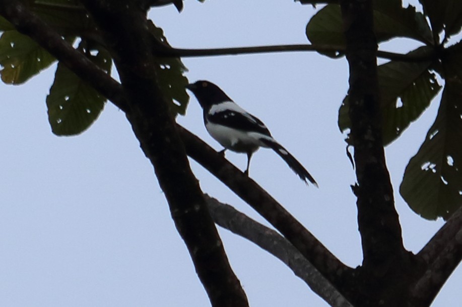 Magpie Tanager - ML138827771