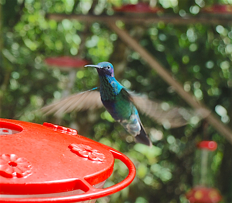 kolibřík modrolící - ML138828861