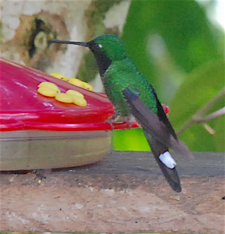 kolibřík rezavořitý - ML138828871