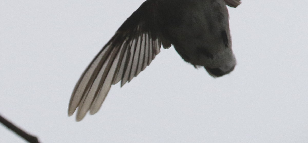 Black-chinned Hummingbird - mitchell HARRIS