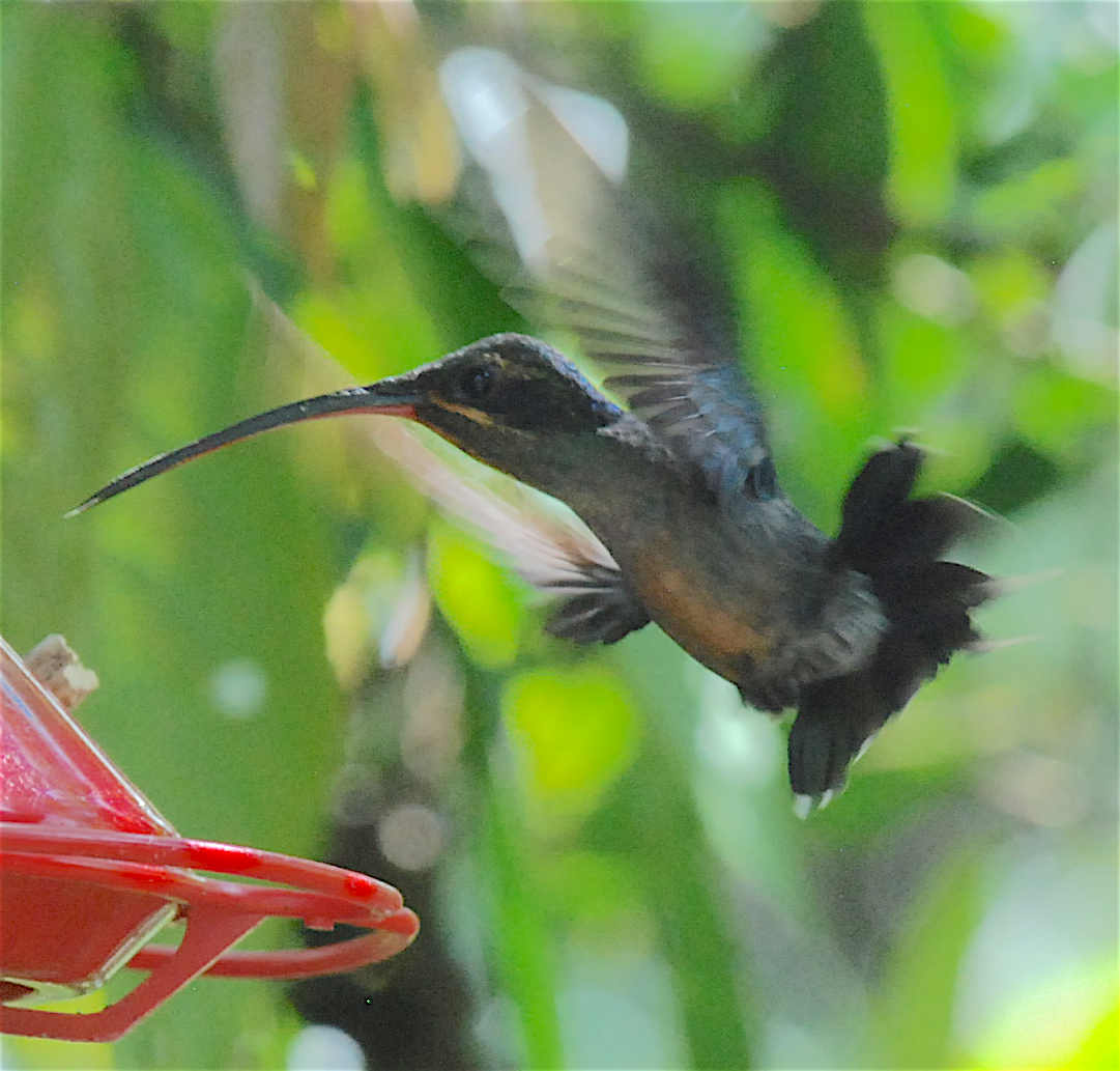 kolibřík šedobřichý - ML138828891