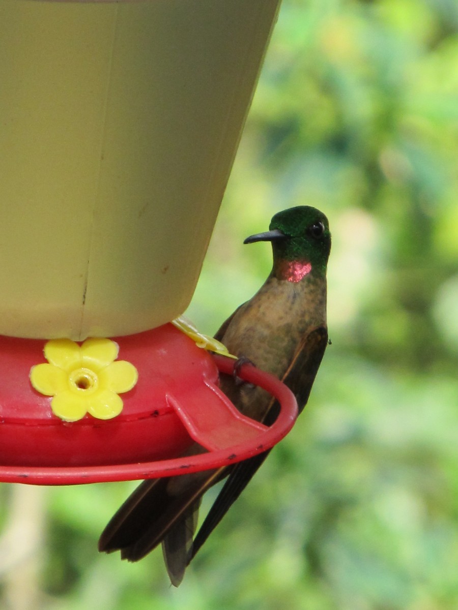 kolibřík hnědobřichý - ML138829111