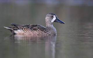 Blue-winged Teal, ML138829151