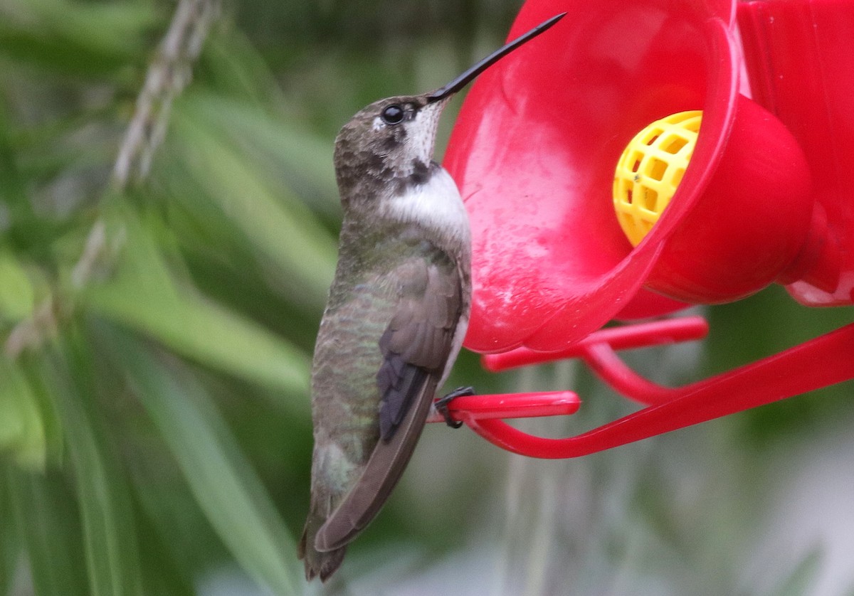 Black-chinned Hummingbird - ML138829401