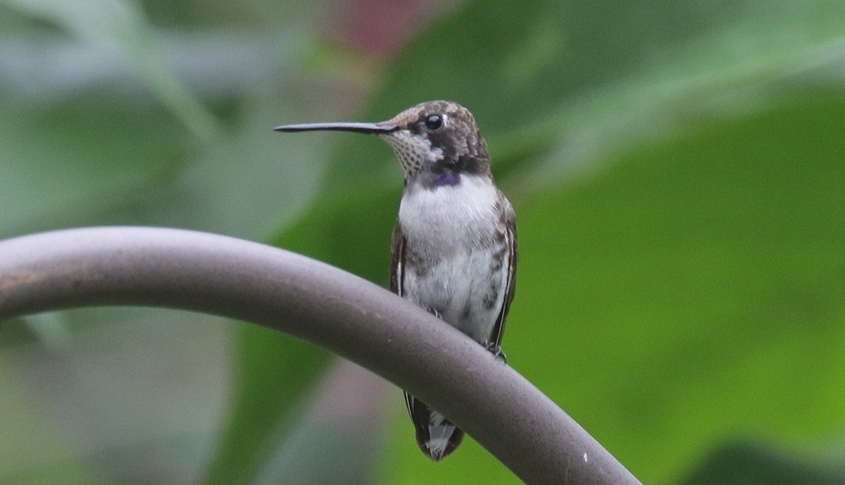 Black-chinned Hummingbird - ML138829611
