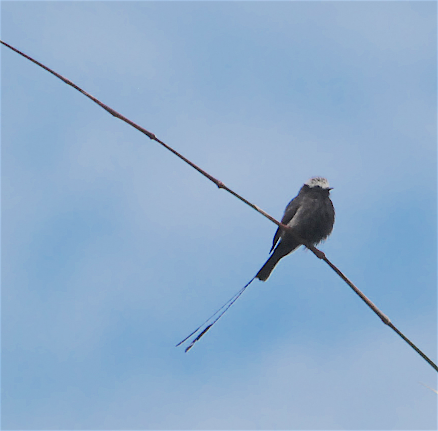Long-tailed Tyrant - Anonymous