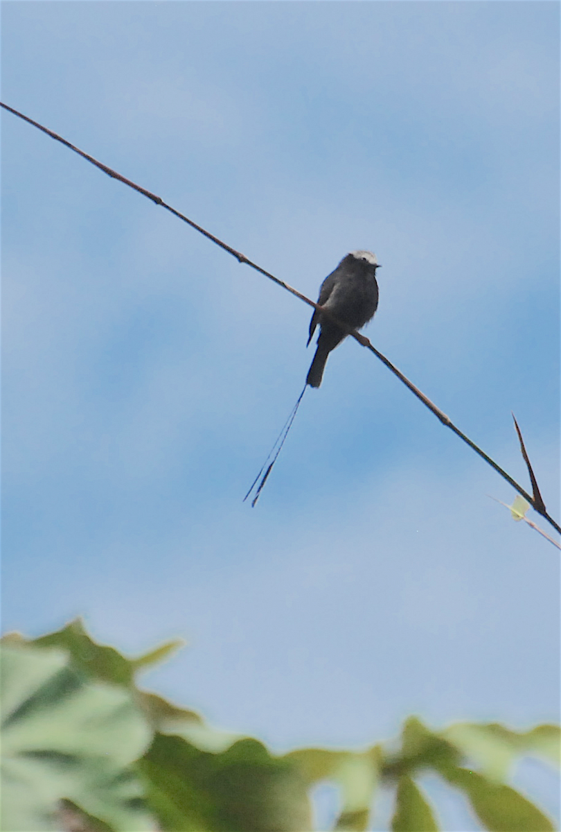 Long-tailed Tyrant - Anonymous