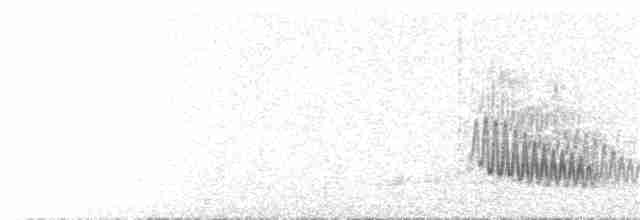 Chestnut-bellied Starling - ML138830271