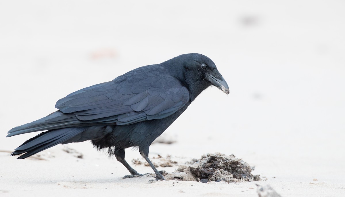 Fish Crow - Ian Davies