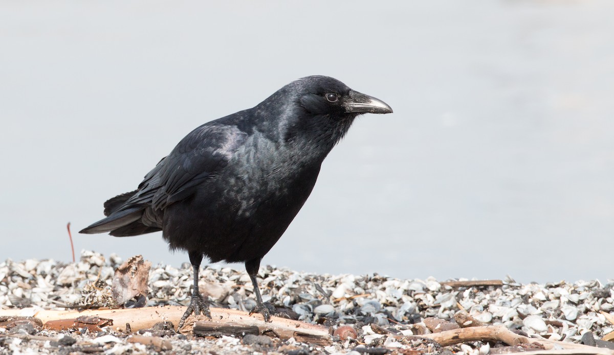 Fish Crow - Ian Davies