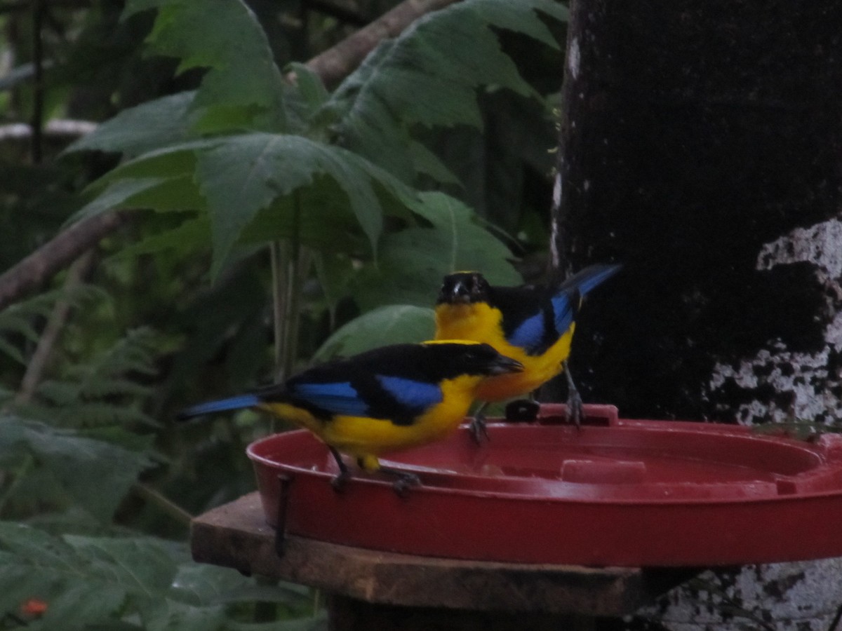Blue-winged Mountain Tanager - Autumn Costelle