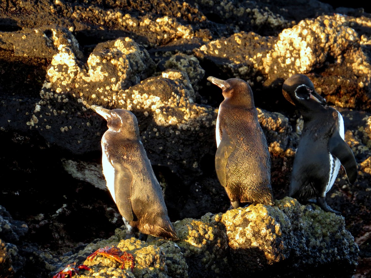 Galapagos Penguin - Ann Truesdale