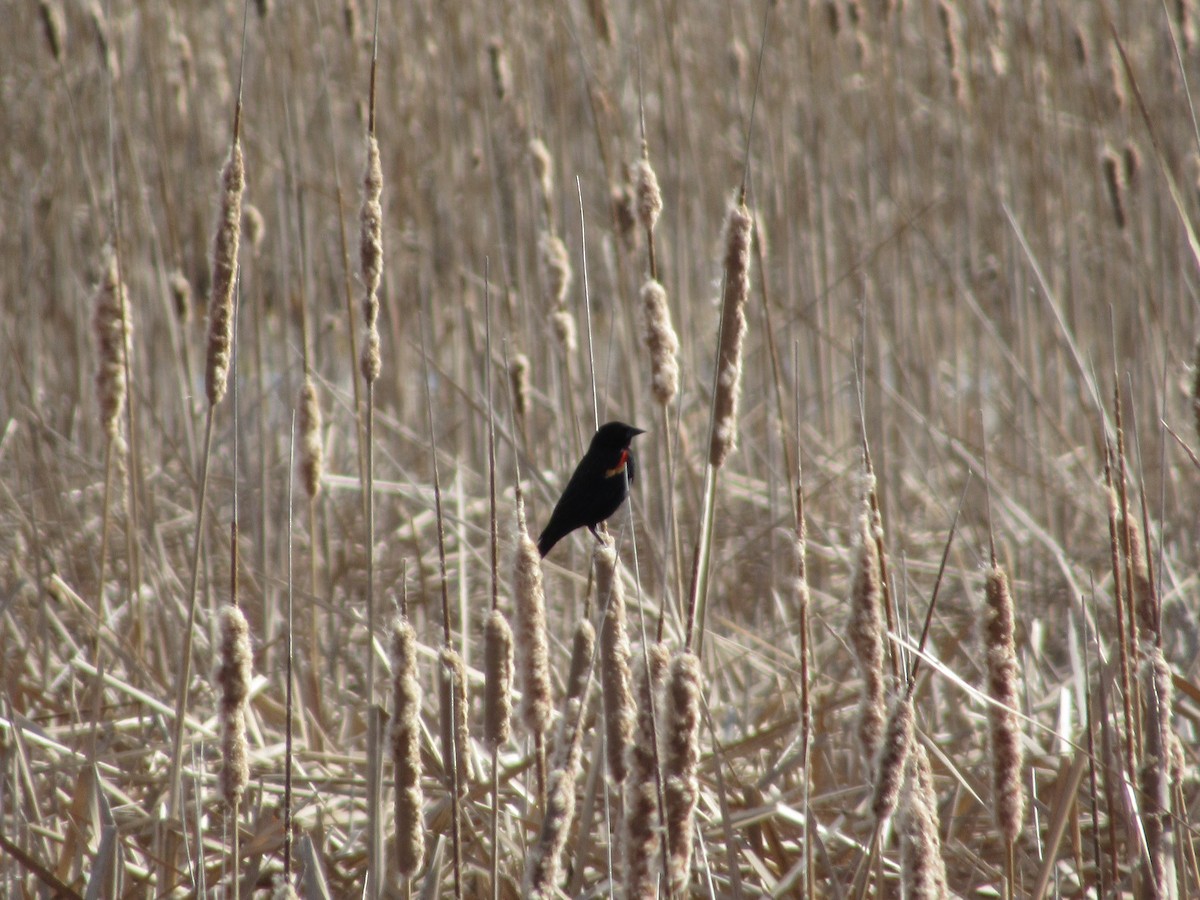 Red-winged Blackbird - Caitie Wiechman