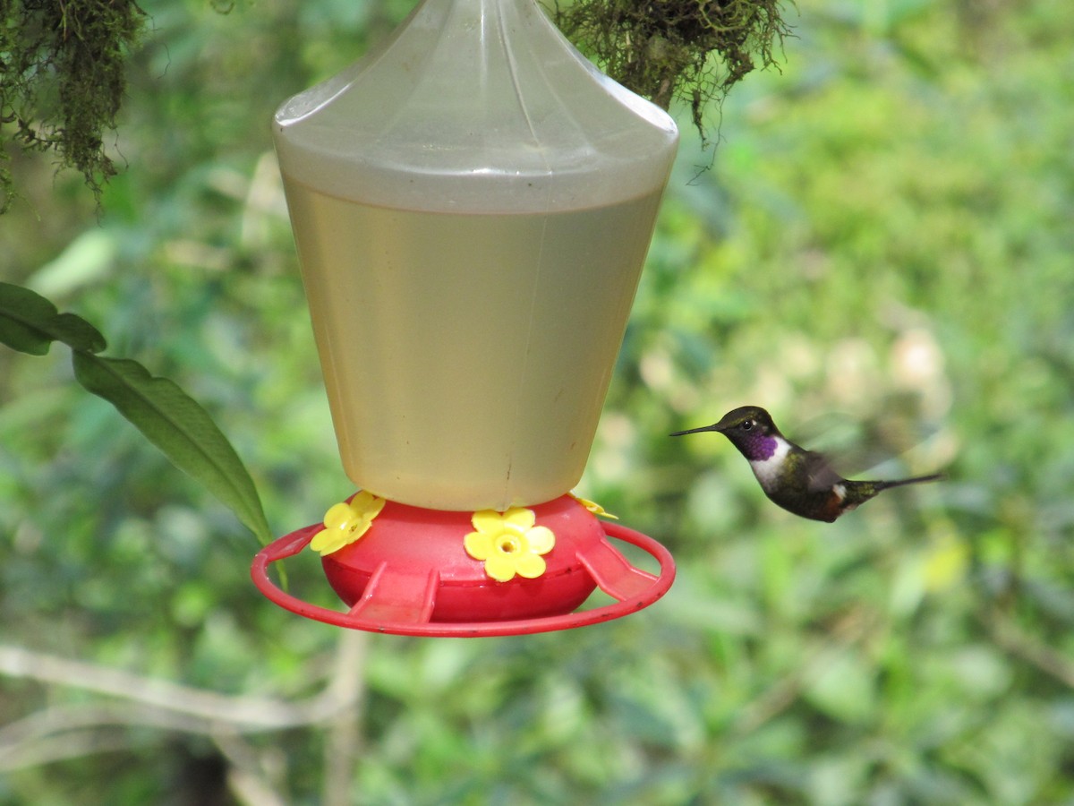 Пурпурногрудый колибри - ML138840391