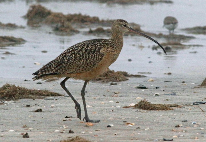Long-billed Curlew - ML138840881