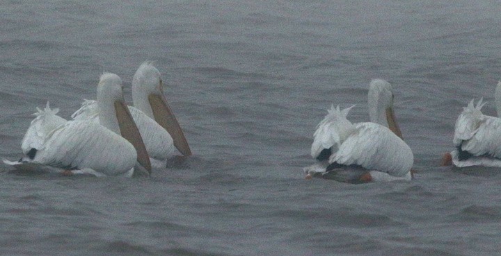 pelikán severoamerický - ML138841061