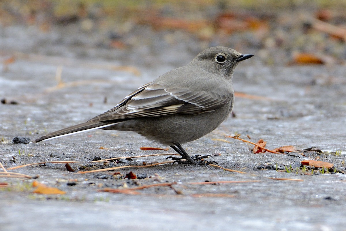 Townsend's Solitaire - James Moodie