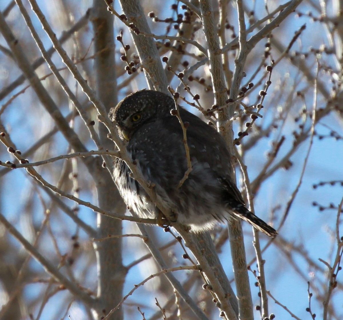Northern Pygmy-Owl - Cole  Sites