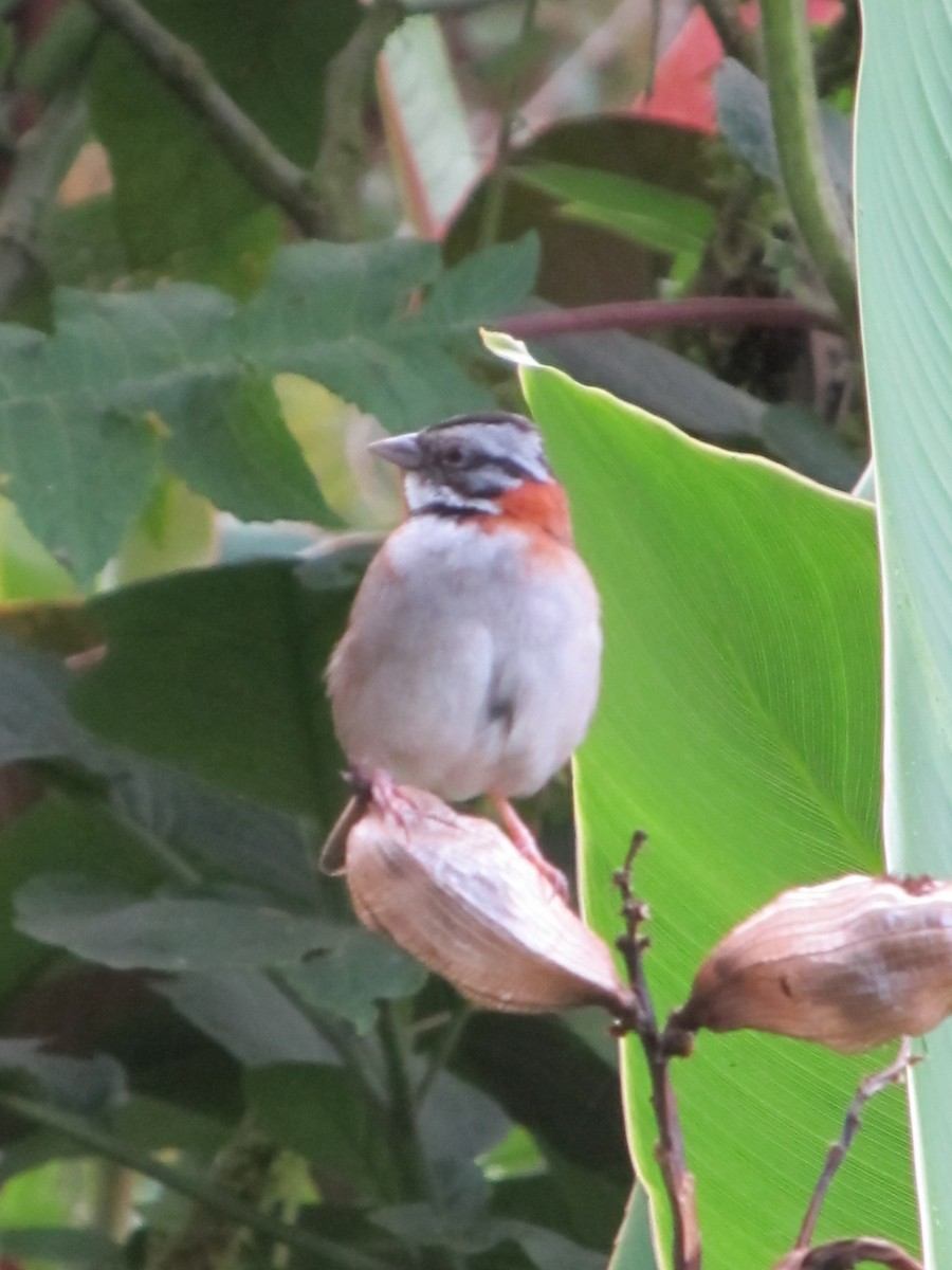 Rufous-collared Sparrow - ML138842931