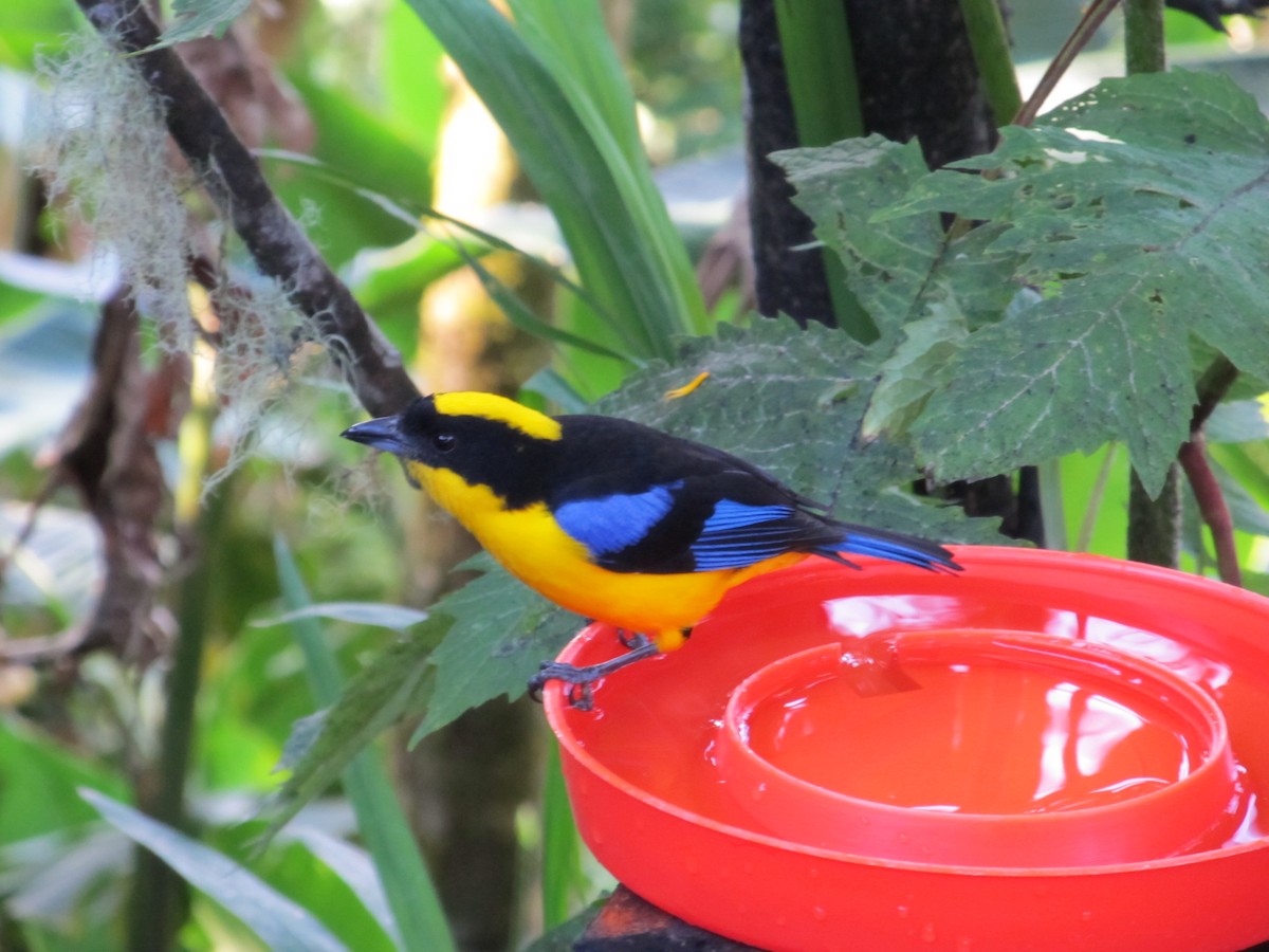 Blue-winged Mountain Tanager - ML138842981